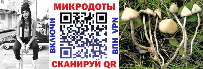 Галлюциногенные грибы Psilocybe  Купить закладки  Иланский 